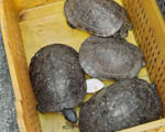 Ship Animals Turtles